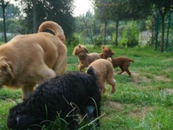 成都哆咭屋寵物寄養 看得見的安心，專業寵物服務新選擇