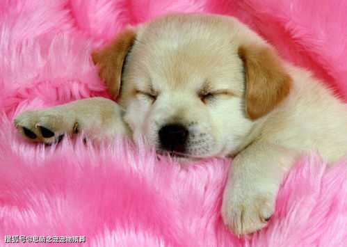 成都寵物火化與遺體無害處理 為愛寵送上最后的尊嚴