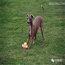 德陽專業寵物狗托管訓練多少錢？寵物服務費用全解析